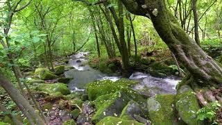 Peacefull Forest Symphony, Birds Chirping and Stream Sounds