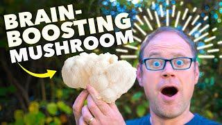 How to Grow Lion’s Mane Mushrooms in 3 Weeks