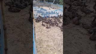 Low cost duck farm #short