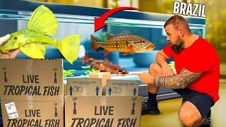 UNBOXING Beautiful FRESHWATER FISH from BRAZIL