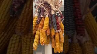 Out thoughts on modern “homesteading”