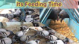 Racing pigeon breeding | Racer Pigeon 2021 | JK Niazi Loft | Pakistan