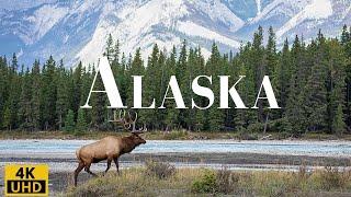 Wild Beauty of Alaska 4K: A Relaxing Journey Through Nature/ Alaska Life/ Relaxation Film