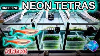 Breeding Neon Tetras! FISH ROOM FUN!