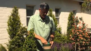 Fertilizing Boxwood : Garden Savvy