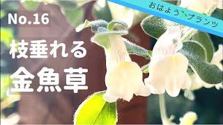 【5月の庭植物】NO.16 まるでフリルのよう上品なキンギョソウ／2022.5.31