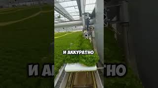 Промышленные роботизированные теплицы #роботы #ферма #бизнес