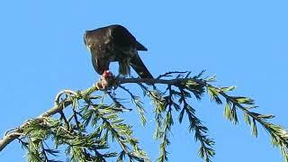 2025 Merlin Falcons Hunting & Eating Birds, Kent Wa