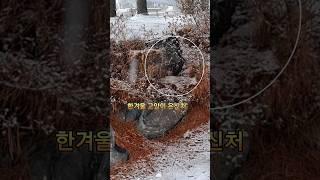 한겨울 폭설 속 고양이 은신처는? #cat #고양이