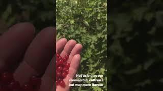 Wild Fruit Bushes (Red Currants) in Ontario, Canada -