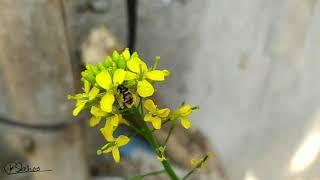 Paragus sp. (Syrphidae: Diptera)