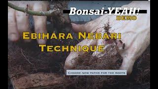 How To Use The Ebihara Nebari Technique - Brandon Baldauf - Bonsai-YEAH!