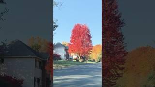 Fall Foliage Bliss in the Neighborhood #autumn #fallfoliage