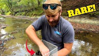 American Mudlarkers Discover Rare Ancient Shark Teeth buried in Alabama Creek!