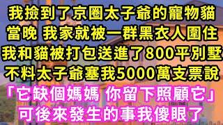 我撿到了京圈太子爺的寵物貓,當晚 我家就被一群黑衣人圍住,我和貓被打包送進了800平別墅,不料太子爺塞我5000萬支票說「它缺個媽媽 你留下照顧它」可後來發生的事我傻眼了#甜寵#灰姑娘#霸道總裁#愛情