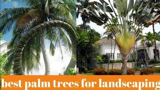 some best palm trees for landscaping