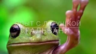 Опыт Гальвани с лягушкой (Проект ШРД)