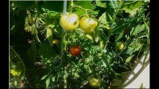 11 août 2019 - les tomates (1ère partie)