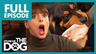 Rottweiler Bite Attack During Training | Full Episode | It's Me or The Dog