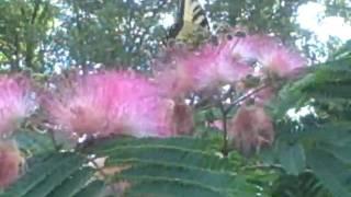 Our Mimosa Tree and a Tiger Swallowtail