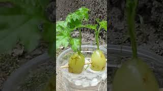 How to grow grape tree from grape with water #ytshorts #shortvideo #shortsfeed