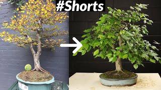 Extreme Makeover of a Hornbeam Bonsai Tree #Shorts