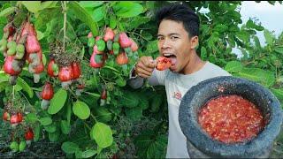 Survival skills : Yummy  Mouth Watering  - cashew fruit with bitter spicy salt peppers