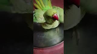 #parrot#trendingshorts#talkingparot#cutebird️#vialshorts#parrotlover#cuteparrot