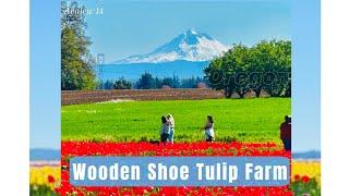 Wooden Shoe Tulip Farm Oregon