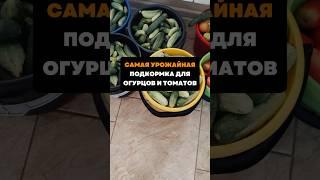 Самая урожайная подкормка для огурцов и томатов#дача#сад