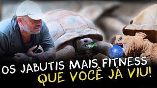 O DIA A DIA DOS GIGANTES: COMO SÃO OS CUIDADOS DOS JABUTIS NO ZOOLÓGICO!