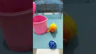 Smart Little Yellow Parrot | Cute Pets