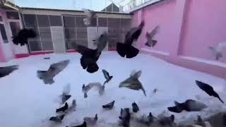 Мой питомник . Голуби впервые за 3 года увидели снег ️️️