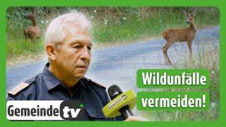 Thema der Woche: Wildunfälle und wie man sie vermeidet