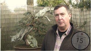 Bonsai takes time, Tony Tickle