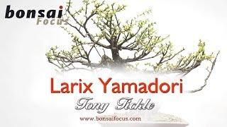 Tony Tickle on Larix