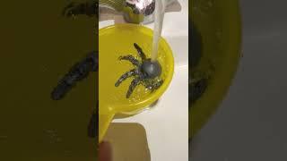 Осьминог подвижный Octopus 3d #3d #antistress #diy #octopus #art