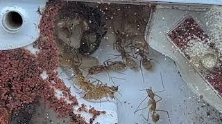 One of THE most BEAUTIFUL Colonies I own | Camponotus Maculatus | Update #1