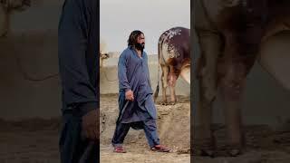 Hassan Qureshi 302 Farm With Beautiful Cow ️ #302 #shorts #youtubeshorts #viralvideo #cow #2025