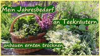 Meine 12 liebsten Teekräuter anbauen ernten trocknen für unseren Jahresbedarf