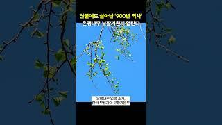 산불에도 살아난 '900년 역사' 은행나무 부활기원제 열린다