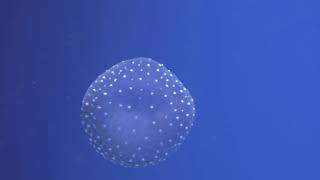 Video ubur-ubur laut cantik banget(jellyfish)