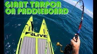 Giant Tarpon Sight Fishing on Live Watersports SUP - whole battle