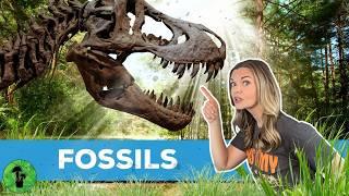 Fossils | What are Fossils & How are they made?