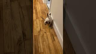 Meka the Siamese kitten playing