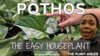 TOUR POTHOS VARIETIES & PRICES| THE EASIEST/ LOW MAINTENANCE HOUSEPLANTS?| The Plant Aisles Ep 4