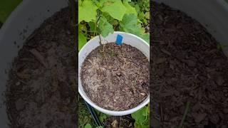 What is Eating This Pepper Plant? || DHBG