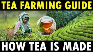 TEA FARMING / TEA CULTIVATION | How Tea Powder is Made