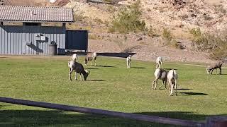A must-see in Boulder City Nevada & it's Free!