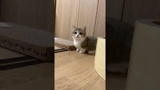 The Charm of a Munchkin Cat